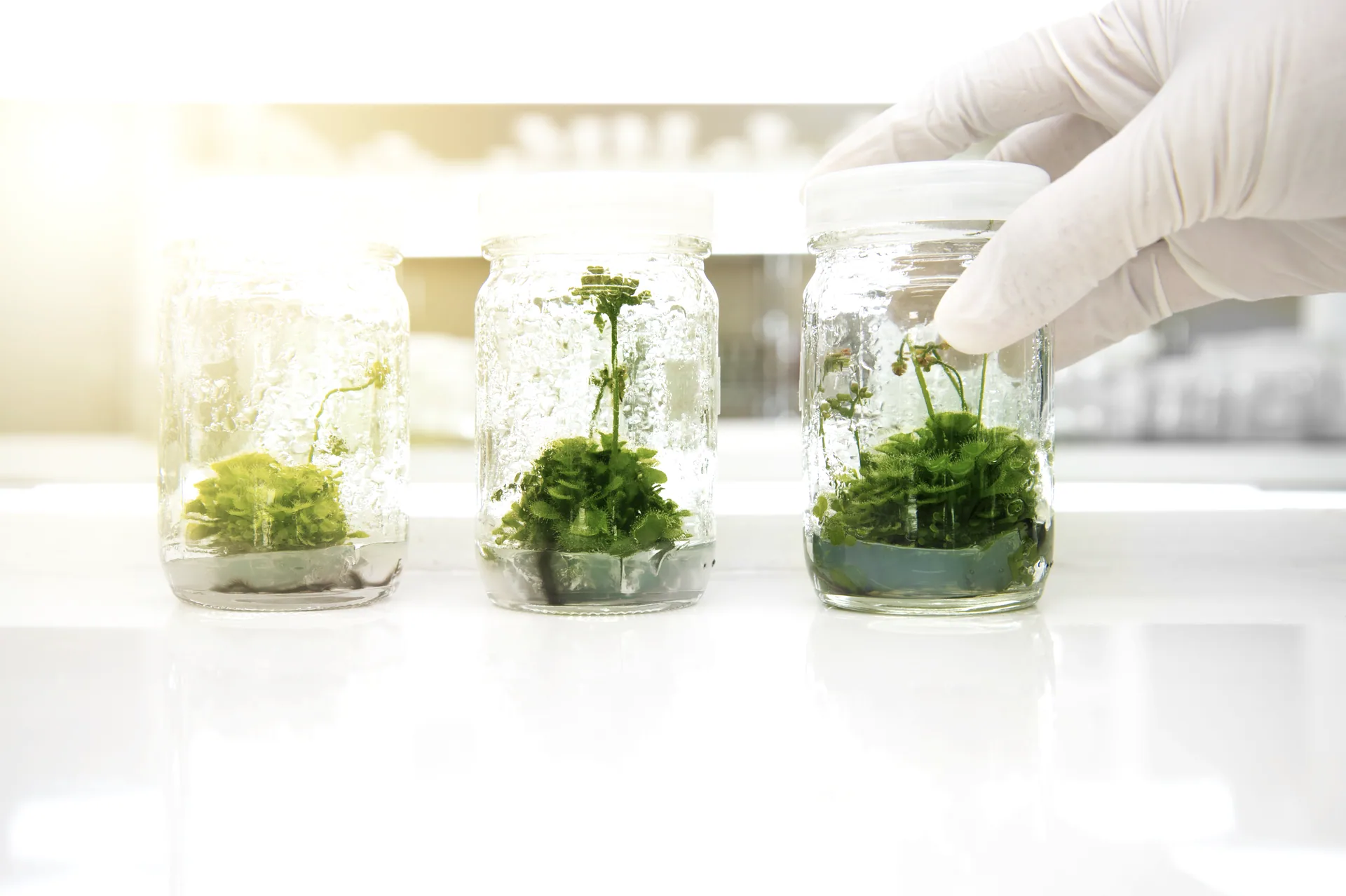 Gloved technician placing a culture jar on a lab bench in warm sunlight
