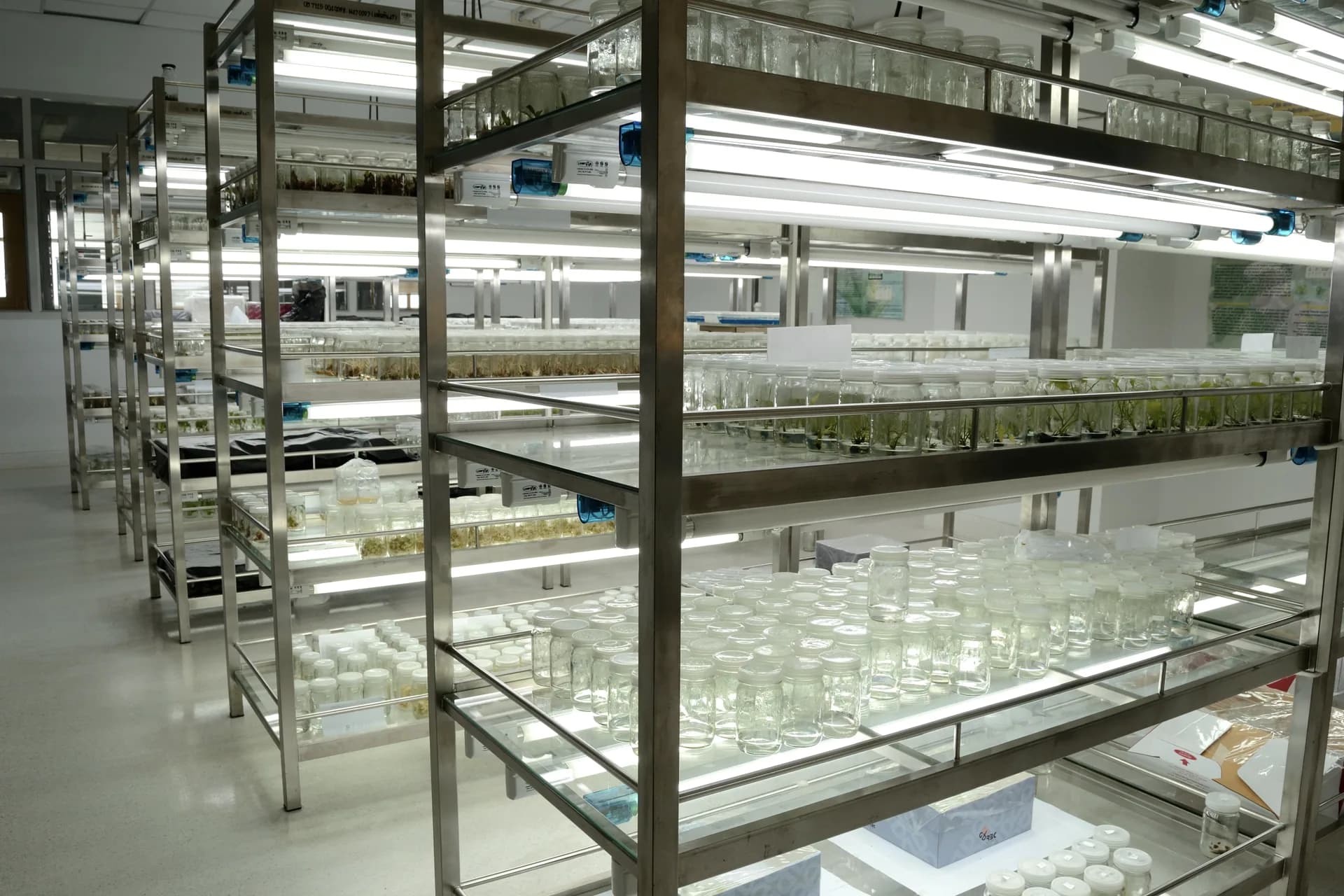 Stainless steel shelving in a tissue culture lab, rows of jars lit by grow lights