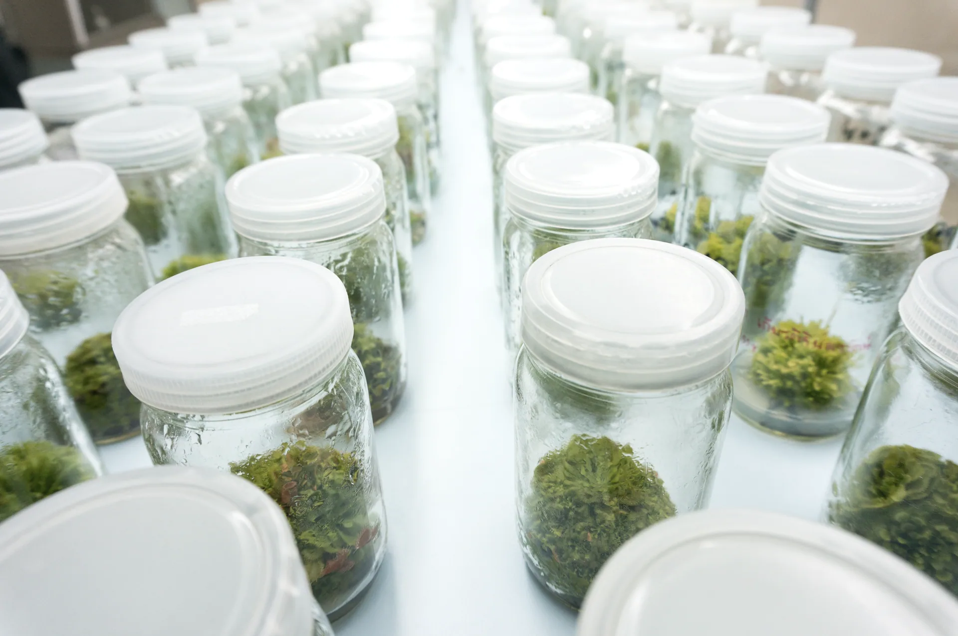Rows of tissue culture jars containing emerald-green moss-like cultures