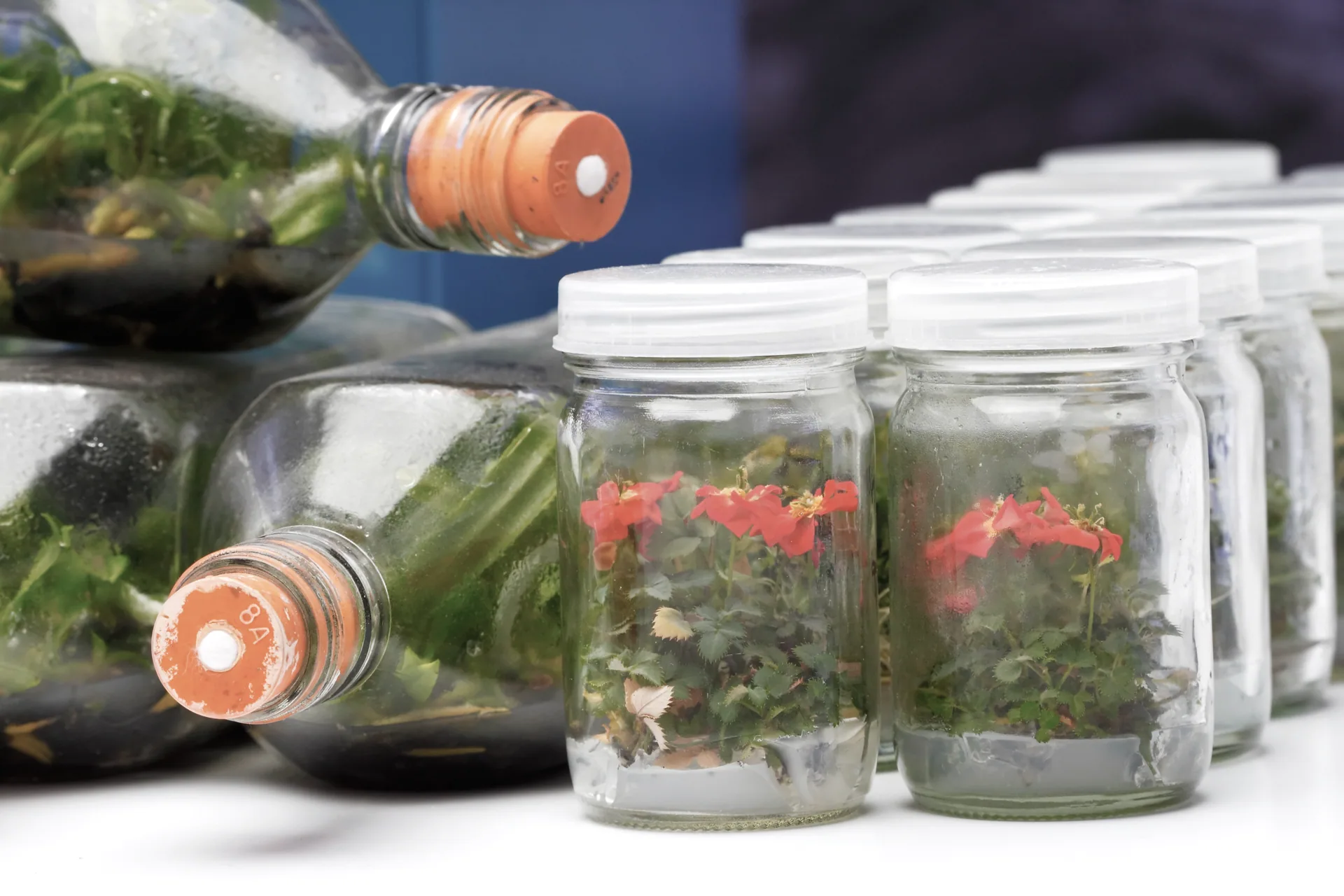 Tissue culture jars containing rose plantlets with red blooms
