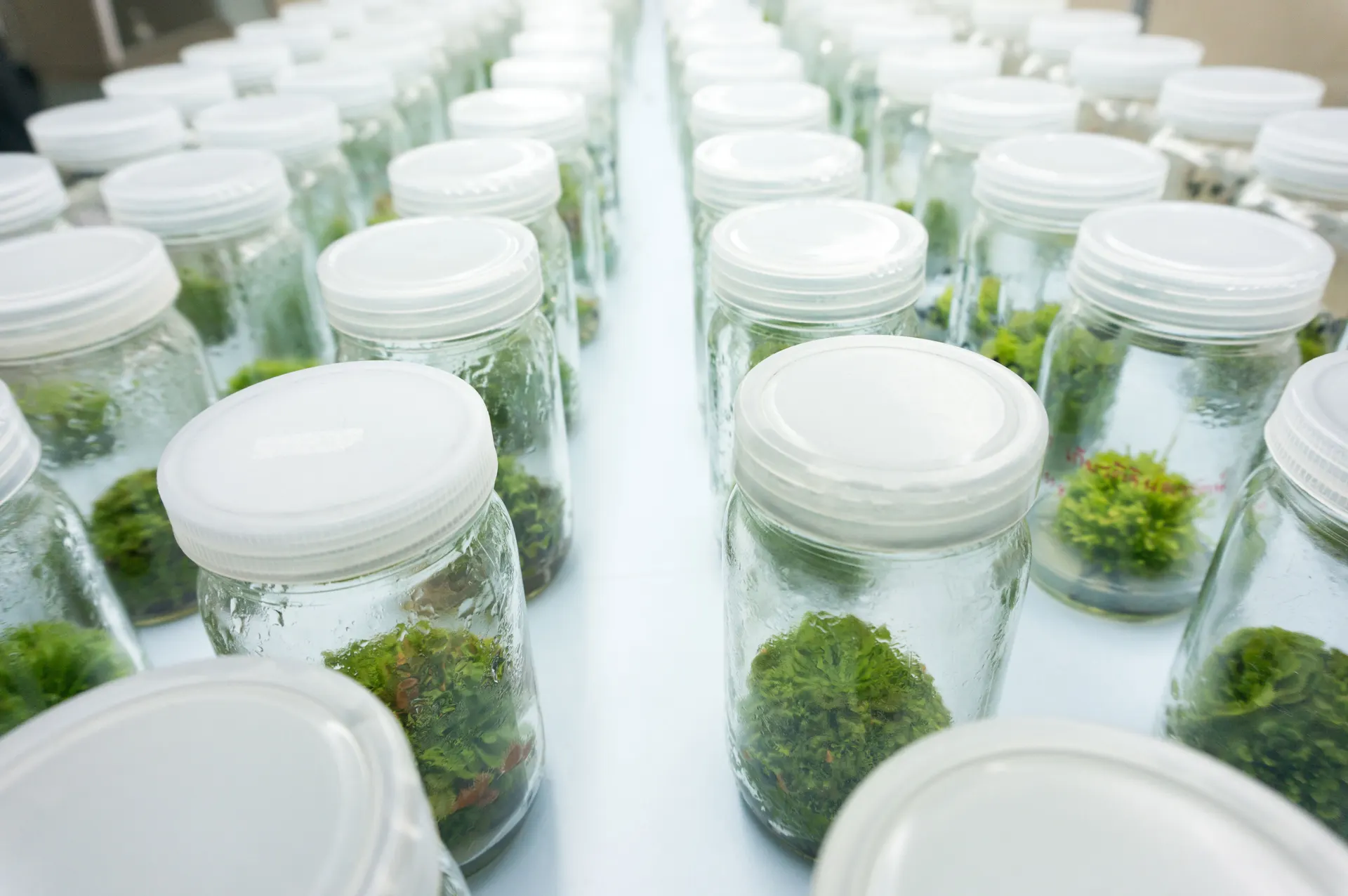 Australian native tree tissue culture propagation