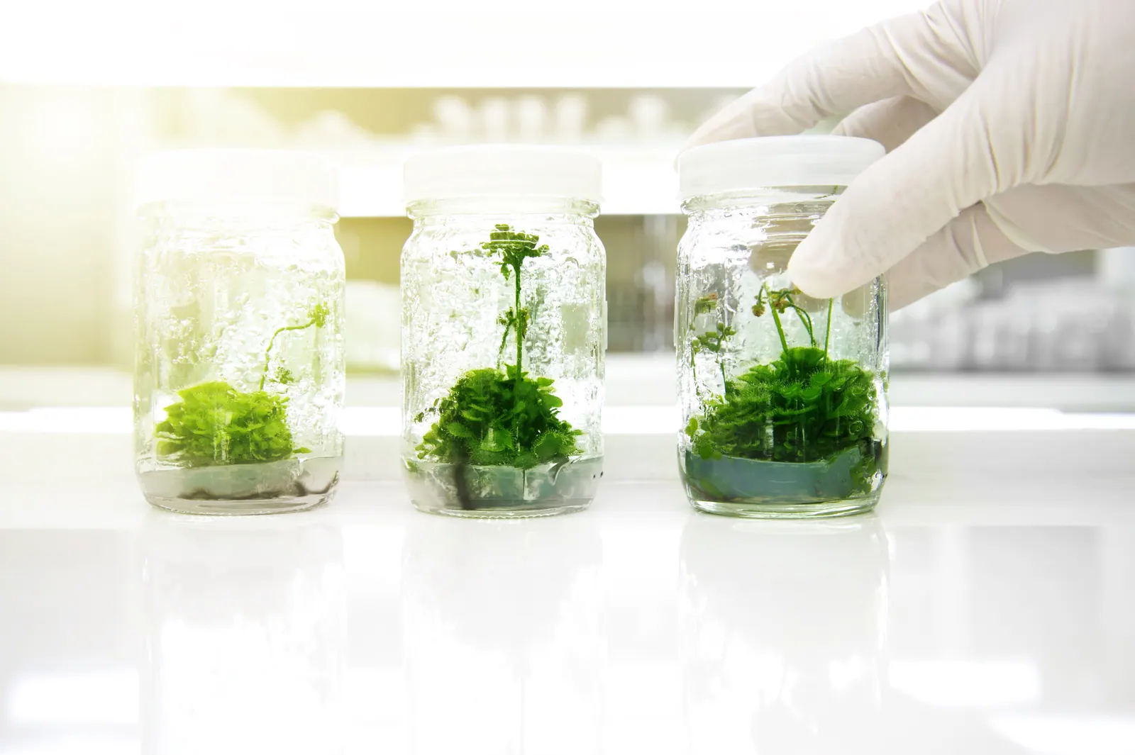 Gloved hand selecting a sterile culture jar of in-vitro plantlets from a row of laboratory jars