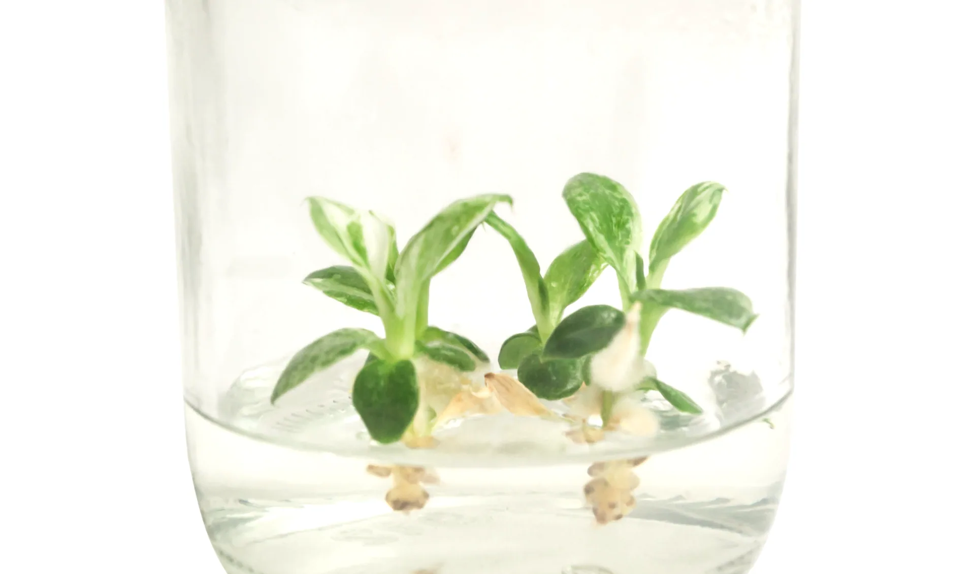 Close-up of variegated plantlets rooting in a tissue culture jar