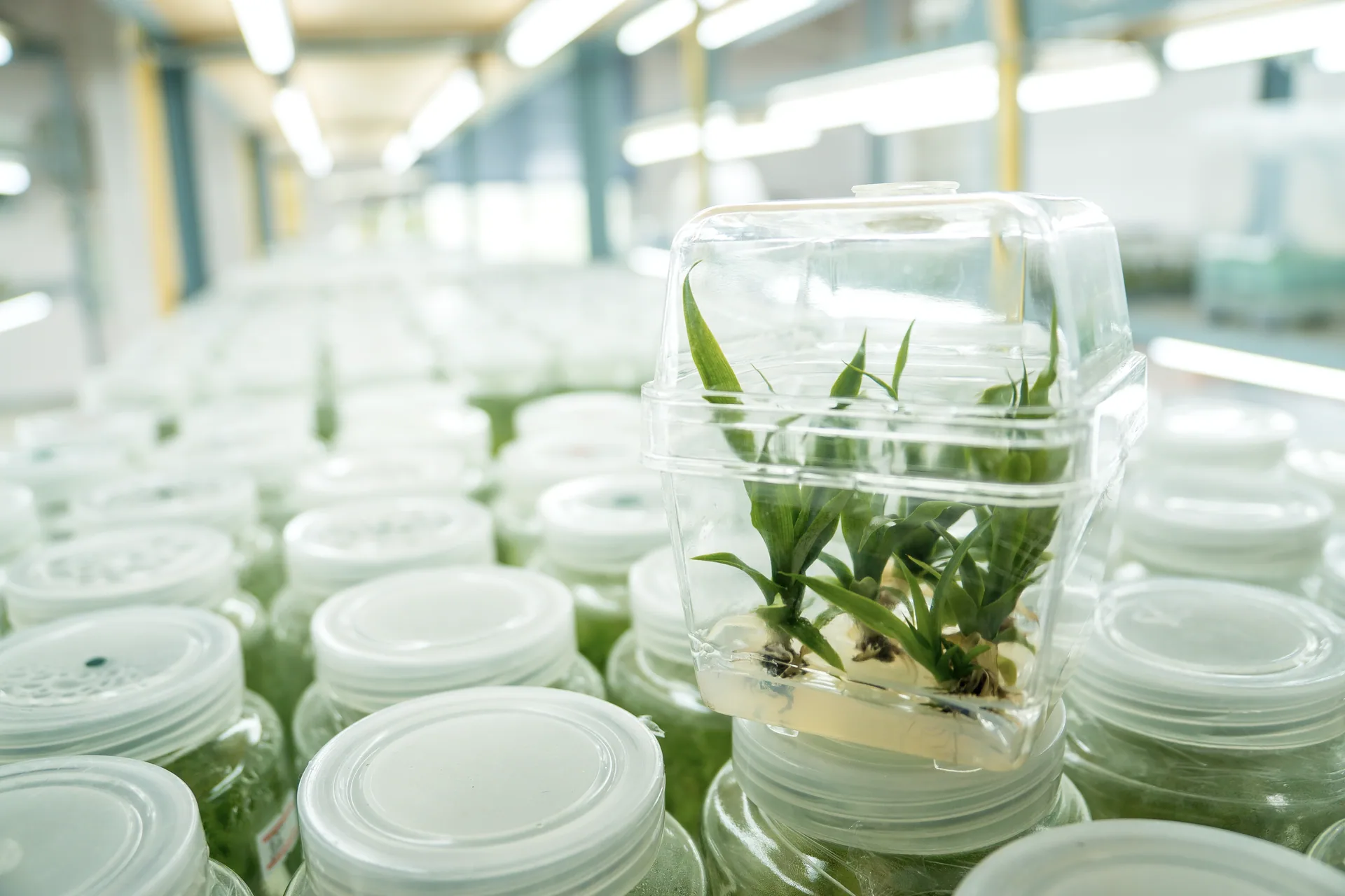 Rows of tissue culture containers stretching down a growth room corridor