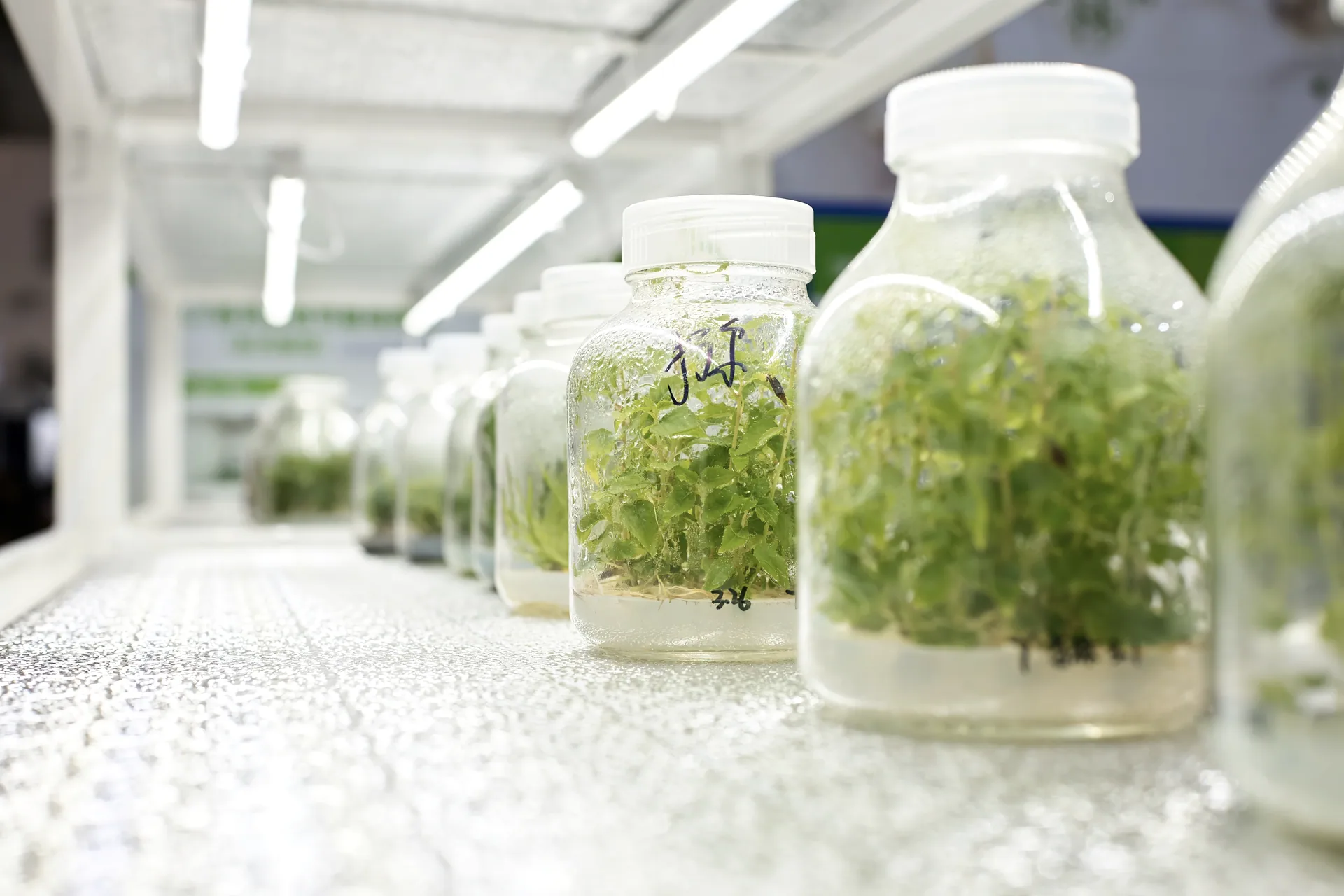 Rows of tissue culture jars with dense green foliage