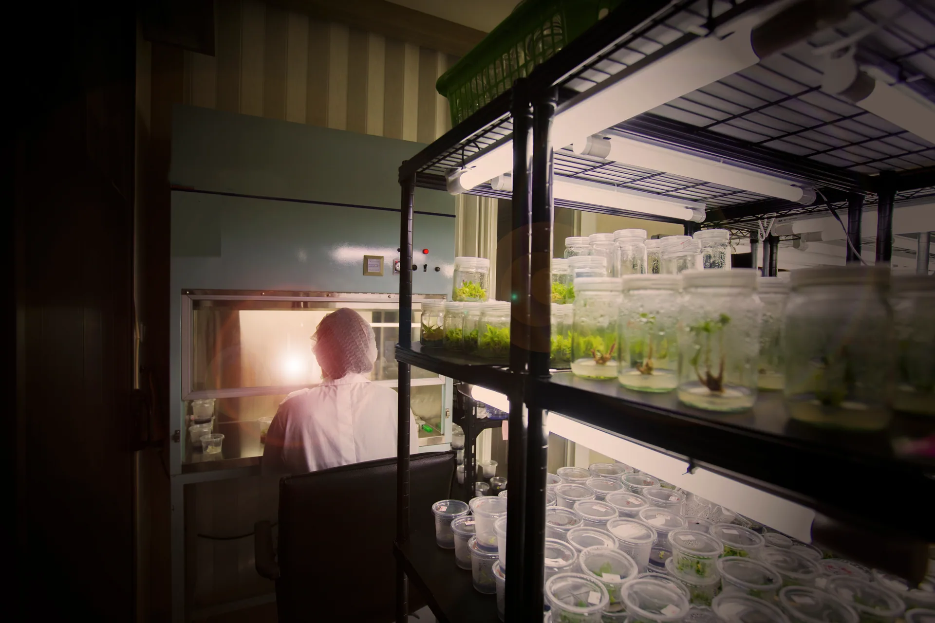 Lab technician at a laminar flow hood surrounded by shelves of tissue cultures