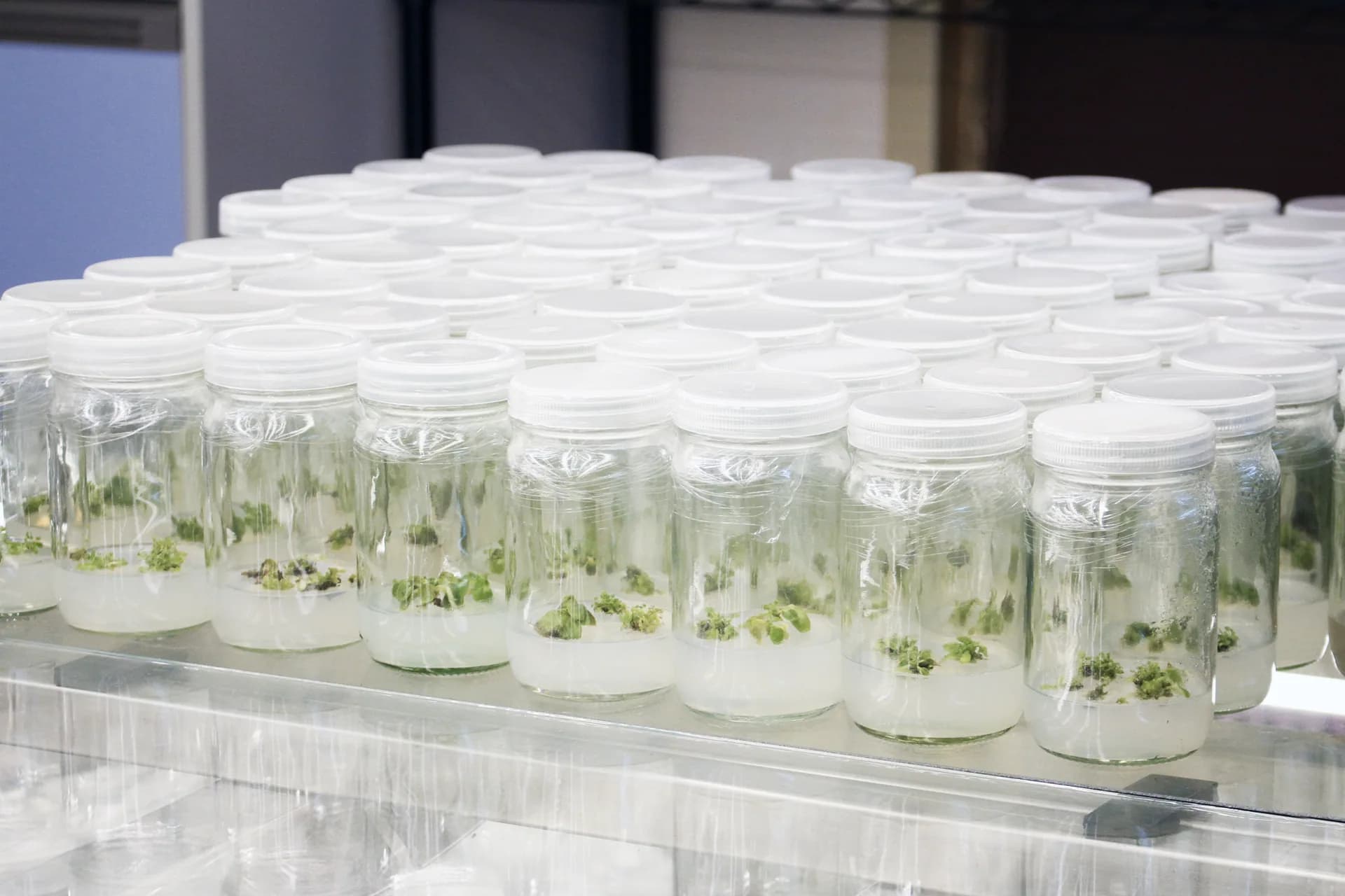 A tray of tissue culture jars containing young green plantlets
