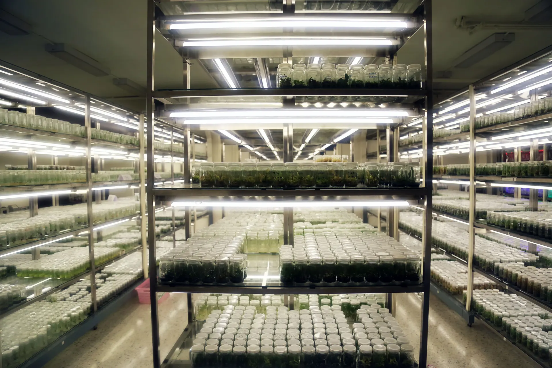 Plant biosecurity and tissue culture in Australia