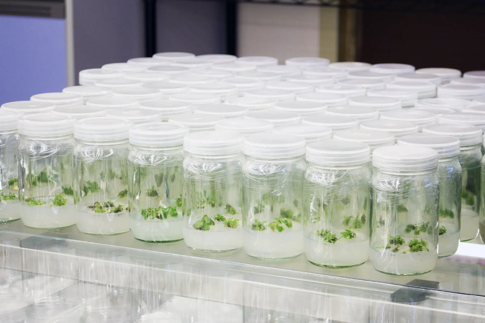 Small explants at the multiplication stage growing in rows of sterile tissue culture jars