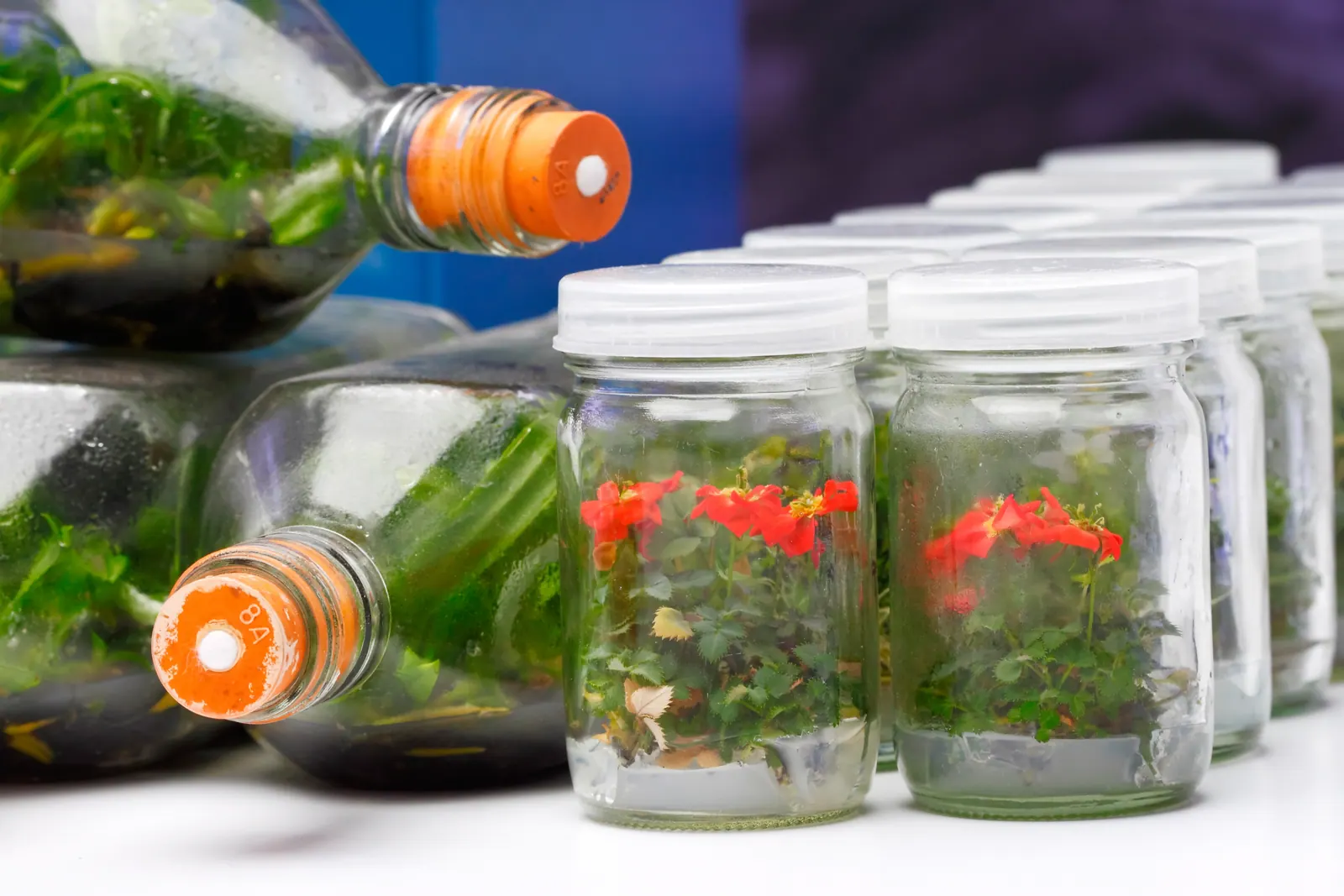 Horizontal tissue culture flasks alongside jars of flowering in-vitro plantlets on a laboratory bench