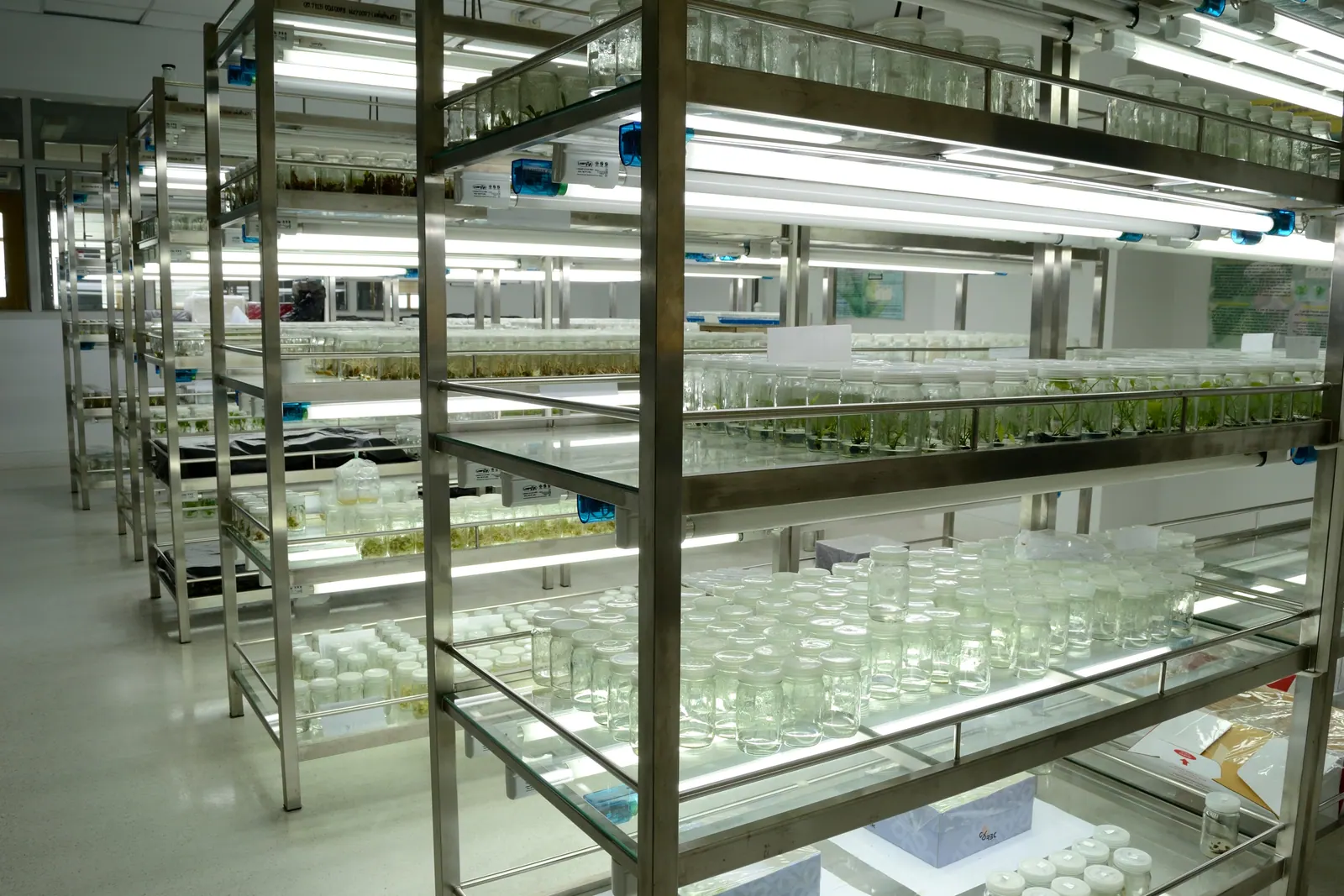Plant tissue culture growth room with racks of in-vitro plantlet jars under fluorescent lighting
