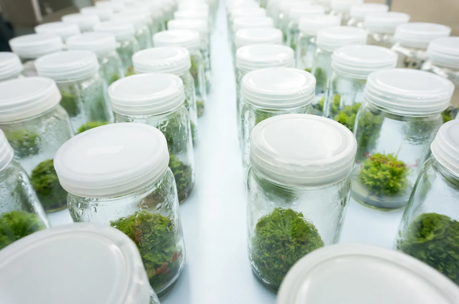 Rows of clonal tissue culture plantlets in sterile culture jars on a laboratory bench