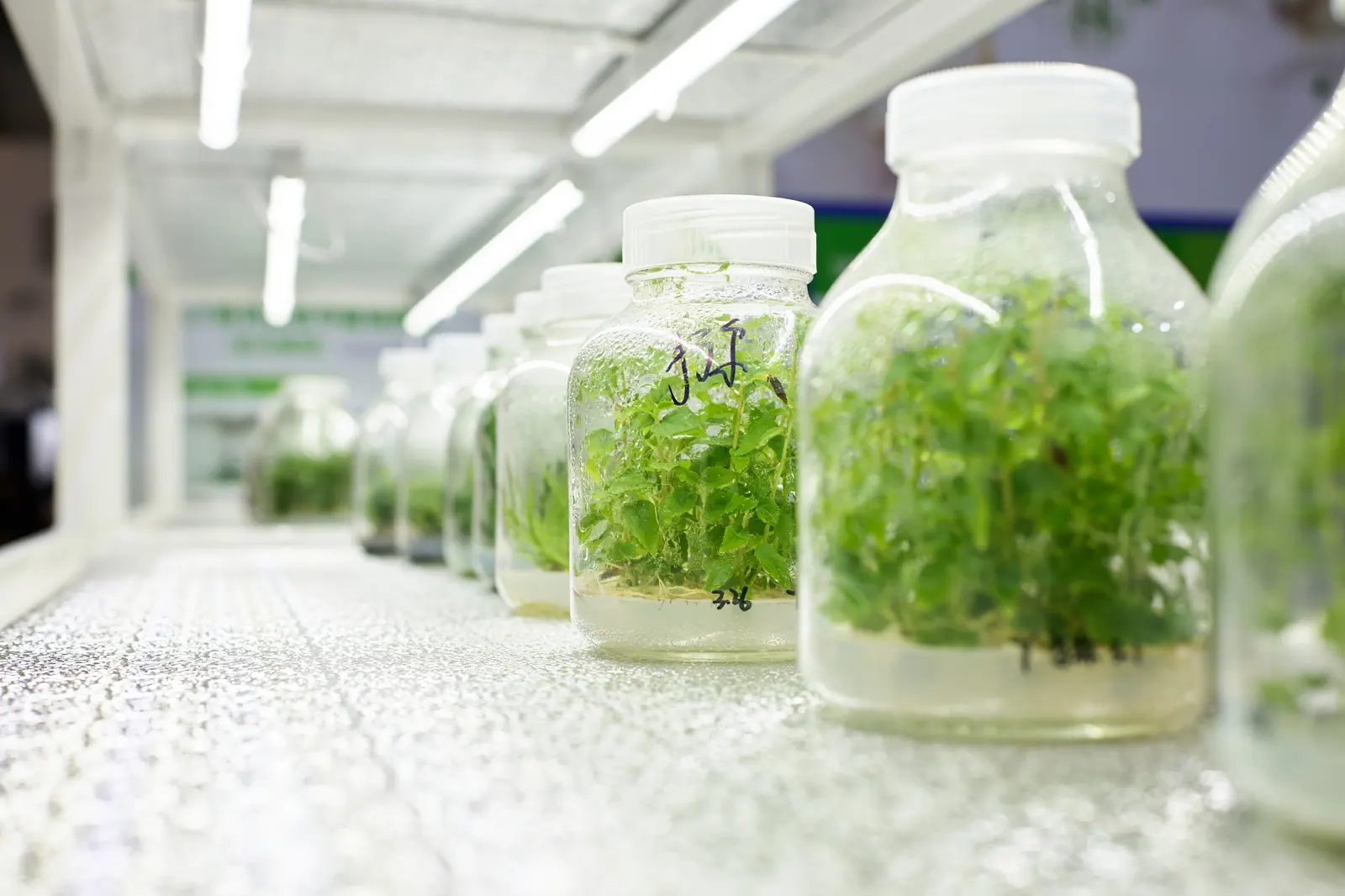 Row of sterile culture jars holding leafy in-vitro plantlets on a growth-room shelf under fluorescent lighting