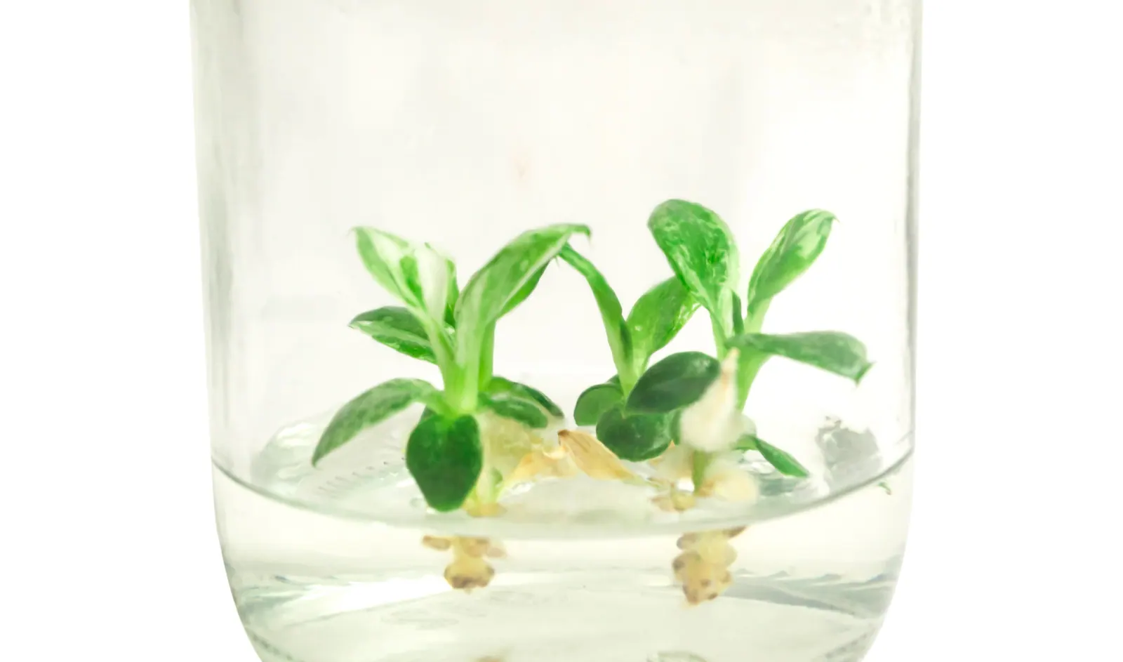 Macro view of clonal tissue culture plantlets with new shoots and roots inside a sterile glass culture vessel