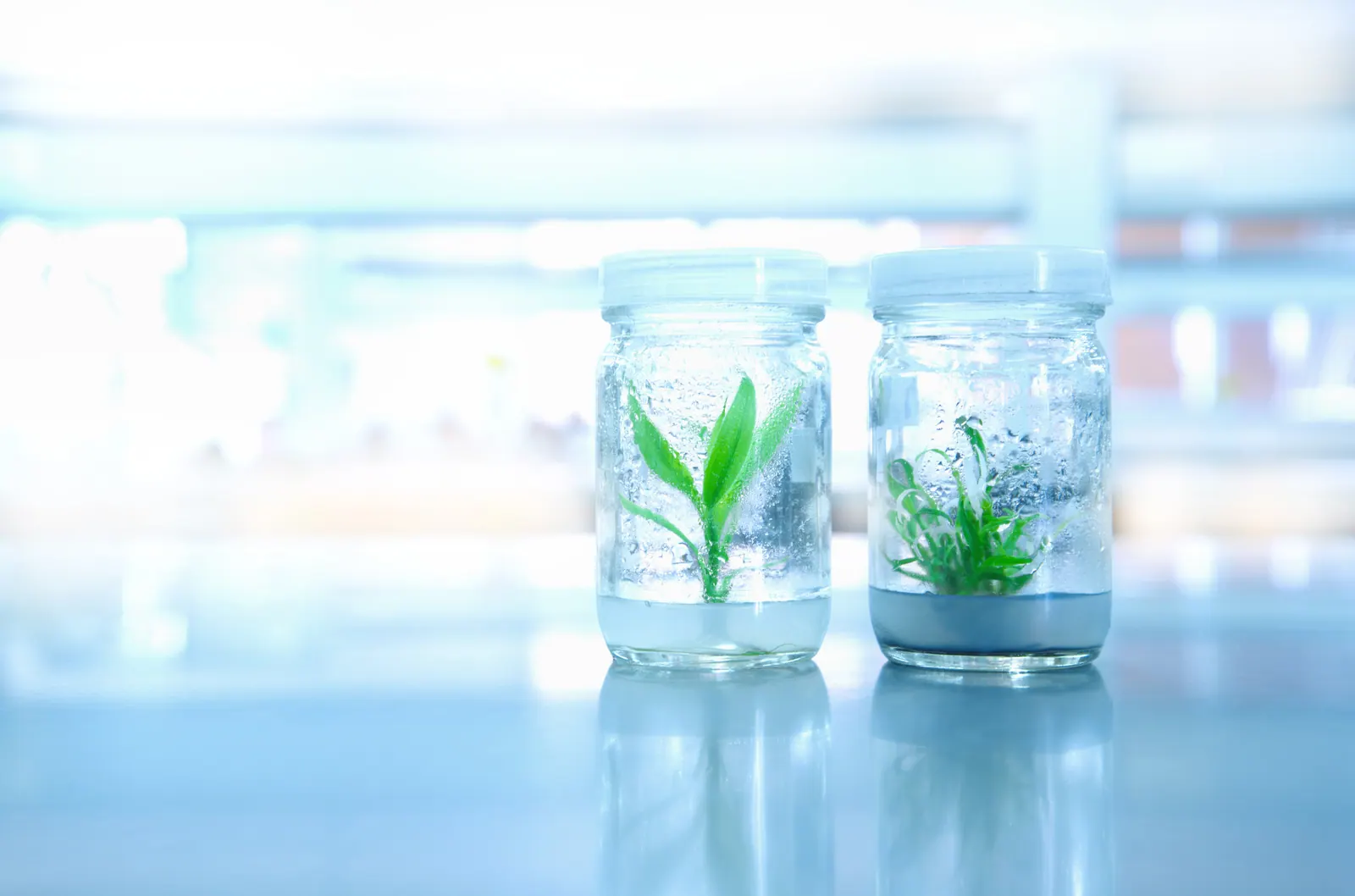 Two sealed tissue culture jars with small in-vitro plantlets on a clean laboratory bench